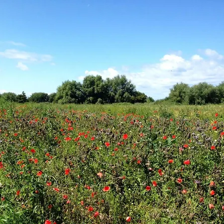 Traumhaftes Ostsee- Unter Reet In Prázdninový dům *